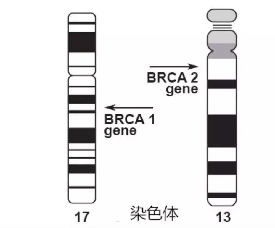 乳腺癌BRCA1、BRCA2基因全外顯子檢測